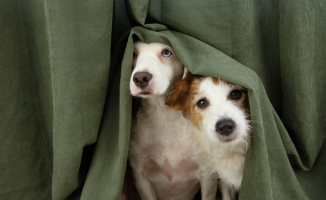 Pets e aromaterapia: óleos essencias para o bem-estar dos animais